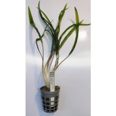 Cryptocoryne balansae - Kryptokoryna kadeřavá – Sleviste.cz