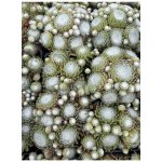 Sempervivum arachnoidemum tomentosum - netřesk – Hledejceny.cz