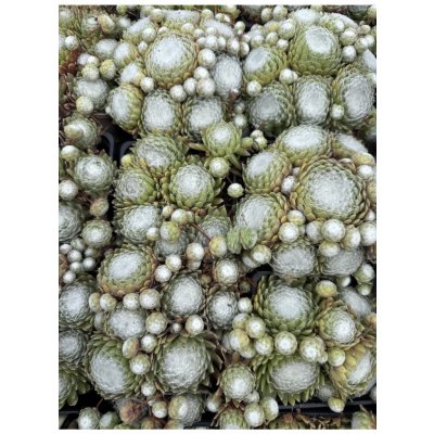 Sempervivum arachnoidemum tomentosum - netřesk – Hledejceny.cz