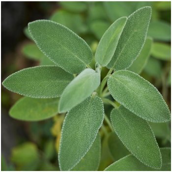 Šalvěj lékařská - Salvia officinalis - semena šalvěje - 20 ks