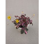 Oxalis růžový mini – Hledejceny.cz
