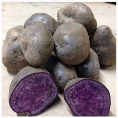 Sadbové brambory Blue Congo - Solanum tuberosum - Kiepenkerl - sadba - 5 ks – Zbozi.Blesk.cz