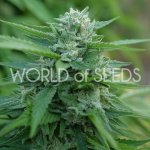 World of Seeds Mongolia THC Free semena neobsahují THC 3 ks – Sleviste.cz