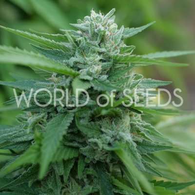 World of Seeds Mongolia THC Free semena neobsahují THC 3 ks – Sleviste.cz