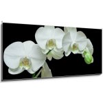 Obraz 1D panorama - 120 x 50 cm - White orchid on black background Bílá orchidej na černém pozadí – Hledejceny.cz