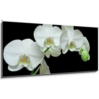 Obraz 1D panorama - 120 x 50 cm - White orchid on black background Bílá orchidej na černém pozadí – Hledejceny.cz