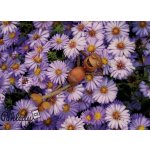 Pohlednice Dubánek v kytičkách – Zboží Dáma