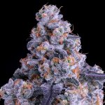 Anesia Seeds Epic Buzz semena neobsahují THC 10 ks – Zbozi.Blesk.cz