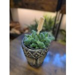 Delosperma Echinatum mini – Zboží Dáma