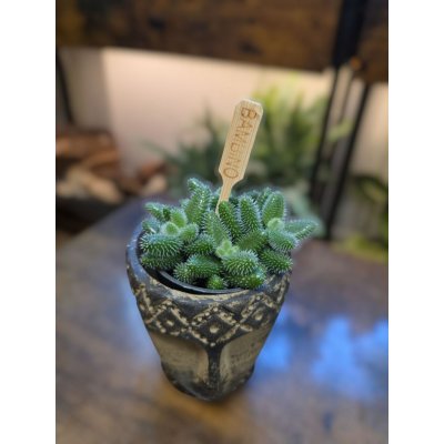 Delosperma Echinatum mini – Zboží Dáma