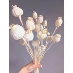 Dekorativní sušené makovice bělené, svazek – Zboží Dáma