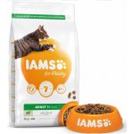 Iams Adult Cat Lamb 20 kg – Hledejceny.cz