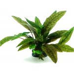 Cryptocoryne x purpurea – Hledejceny.cz