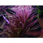 Limnophila aromatica - Bahnatka vonná – Hledejceny.cz