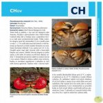 Krabi a poustevníčci - Abeceda akvaristy Jiří Patoka – Hledejceny.cz
