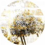 AG Design CR3203 Samolepicí vliesová fototapeta Kouzlo pampelišky, rozměry 70 x 70 cm – Zbozi.Blesk.cz