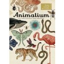 Kniha Animalium - Jenny Broom, Katie Scott ilustrátor