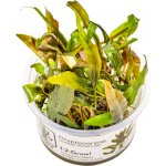Cryptocoryne undulata Broad Leaves – Hledejceny.cz