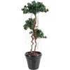 Květina Luxusní umělý strom Ficus Panda New, 170cm