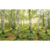 Tapety Komar Vliesová fototapeta Birch Trees rozměry 400 x 250 cm