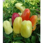 Paprika Boneta - Capsicum annuum - semena papriky - 20 ks – Zboží Mobilmania