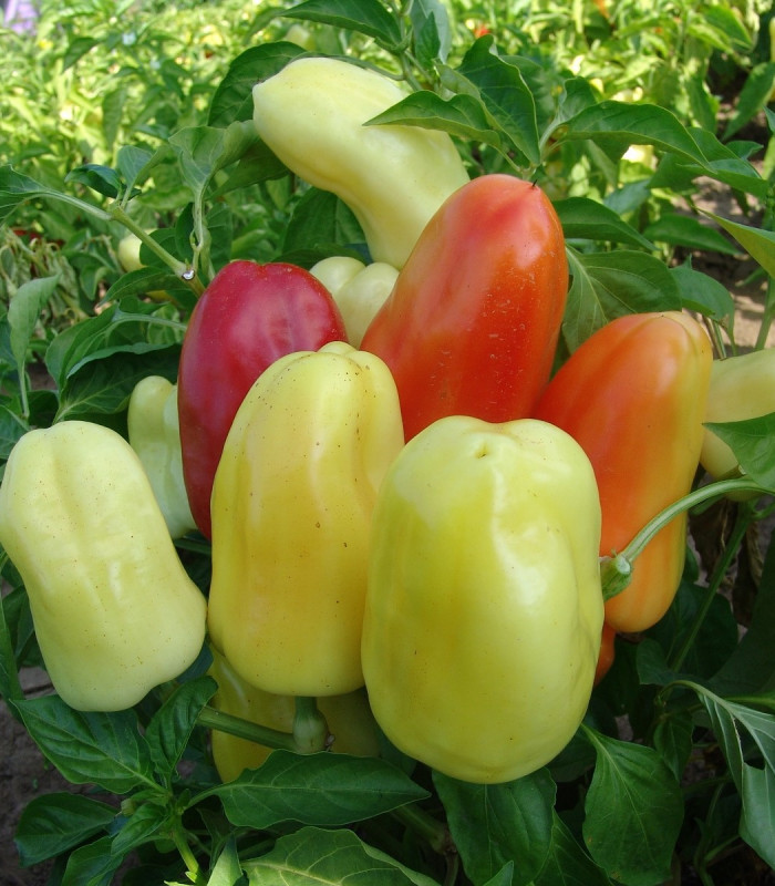 Paprika Boneta - Capsicum annuum - semena papriky - 20 ks