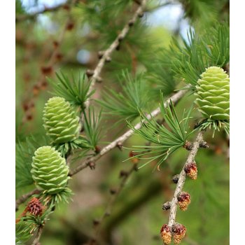 Modřín opadavý - Larix decidua - semena modřínu - 10 ks