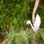 Esschert Design Labuť Swan Lake 2L bílá – Zboží Mobilmania