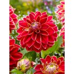 Jiřina 'Maxime' 1 ks – Sleviste.cz