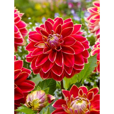 Jiřina 'Maxime' 1 ks – Sleviste.cz