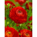 Pryskyřník 'Ranunculus red' 3 ks – Zbozi.Blesk.cz