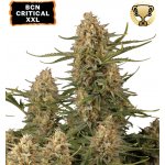 Seedstockers BCN Critical XXL semena neobsahují THC 1 ks – Hledejceny.cz