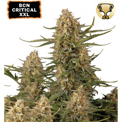 Seedstockers BCN Critical XXL semena neobsahují THC 1 ks – Hledejceny.cz