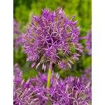 Okrasný česnek 'Purple Rain' 5 ks – Zboží Dáma