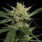 DNA Genetics Strawberry Banana semena neobsahují THC 5 ks – Zboží Dáma
