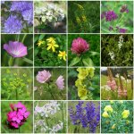 Zelená domácnost Semínková víceletá směs pro opylovače – Zboží Dáma