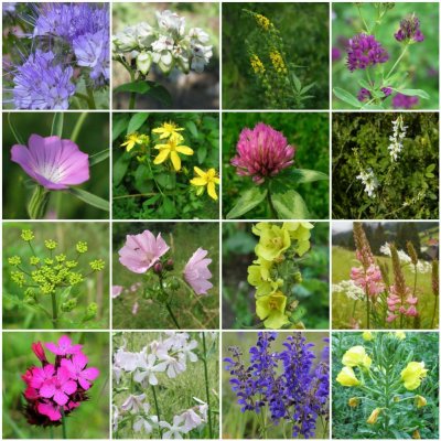 Zelená domácnost Semínková víceletá směs pro opylovače – Zboží Dáma