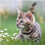 Ubrousek 33x33cm Malé kotě – Zboží Dáma