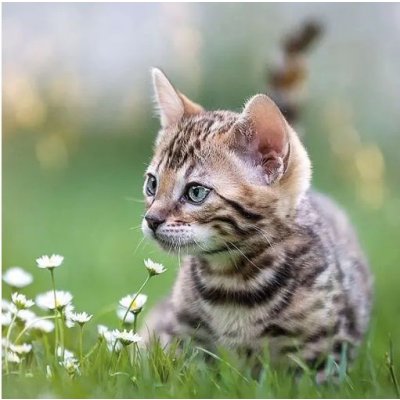 Ubrousek 33x33cm Malé kotě – Zboží Dáma