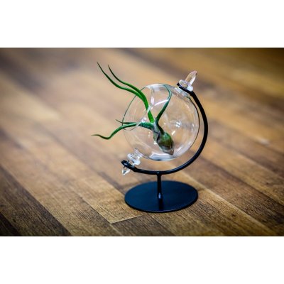 Hoek Flowers Skleněná váza MALVA koule 8 cm ve stojanu s tillandsií od 425  Kč - Heureka.cz