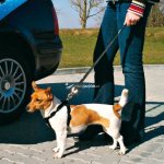 Trixie Bezpečnostní pás do auta pro psa černý 45-70 x 3 cm – Sleviste.cz