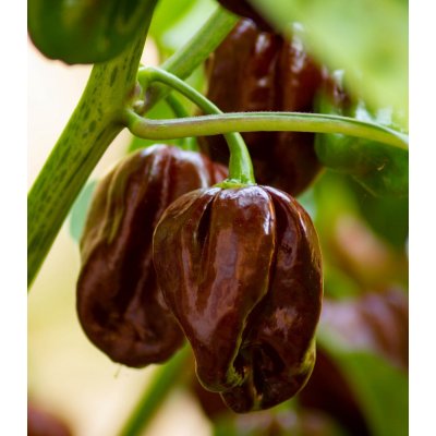 Paprika Sweet Chocolate - Capsicum annuum - osivo papriky - 7 ks – Zboží Mobilmania