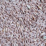 Apetit oves nahý 0,8 kg – Zboží Dáma