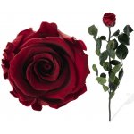 Stabilizovaná růže - rudá – Zboží Dáma