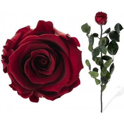 Stabilizovaná růže - rudá – Zboží Dáma