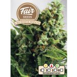 Fair Seeds AUTO CBD White Widow semena neobsahují THC 10 ks – Sleviste.cz