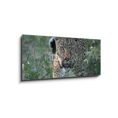 Obraz s hodinami 1D panorama - 120 x 50 cm - leopard leopard africa bezuzdný