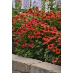 GREENBOSS FLOWER Echinacea 'Pollynation Orange Red' Průměr květináče: 9 až 12 cm – Zboží Mobilmania