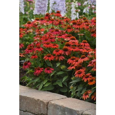 GREENBOSS FLOWER Echinacea 'Pollynation Orange Red' Průměr květináče: 9 až 12 cm – Zboží Mobilmania