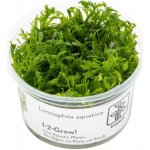 Limnophila aquatica - Bahnatka vodní – Zboží Dáma Limnophila aquatica - Bahnatka vodní – Zboží Dáma